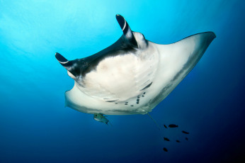 Картинка животные морская+фауна океан пучина скат манта