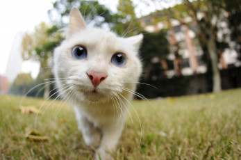 Картинка животные коты кот любопытство
