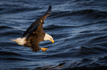 Картинка животные птицы+-+хищники река рыбалка крылья хищник полет белоголовый орлан