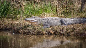 Картинка животные крокодилы река берег трава крокодил