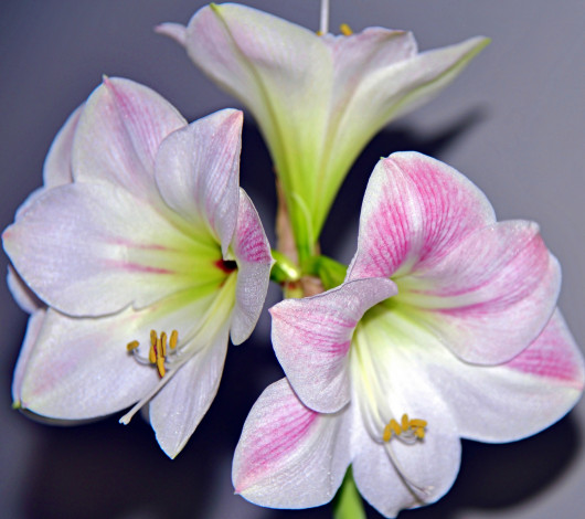 Обои картинки фото цветы, амариллисы,  гиппеаструмы, амариллис