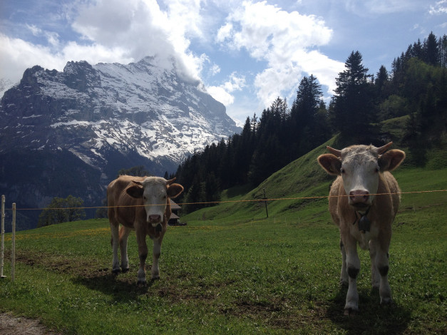 Обои картинки фото животные, коровы,  буйволы, швейцарские