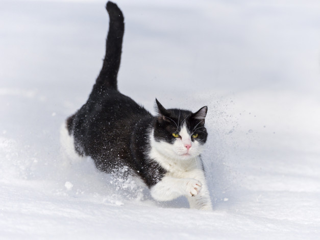 Обои картинки фото животные, коты, снег, кошка, бежит, зима