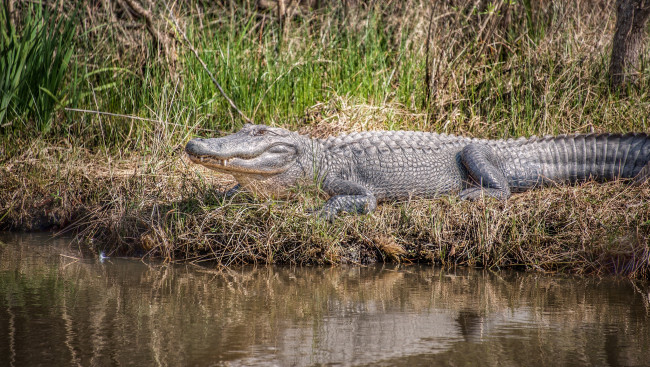 Обои картинки фото животные, крокодилы, река, берег, трава, крокодил