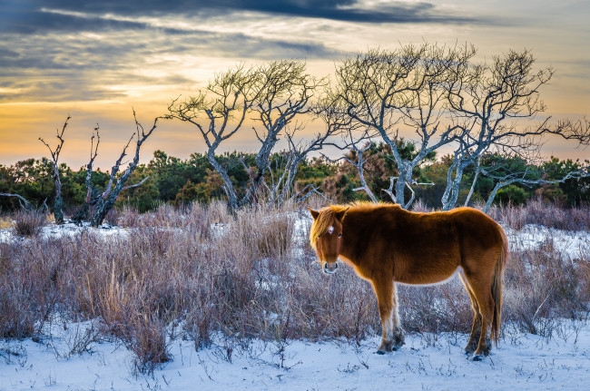 Обои картинки фото животные, лошади, степь, трава, снег, конь