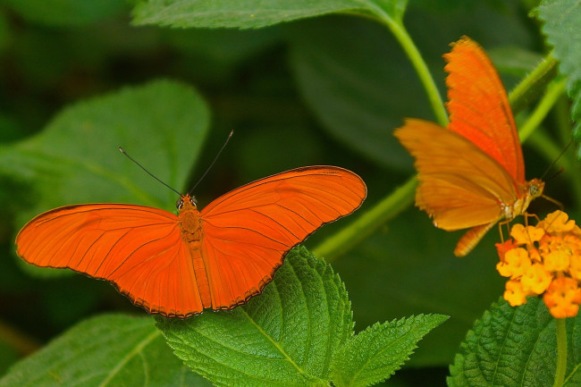 Обои картинки фото животные, бабочки, бабочка, оранжевая