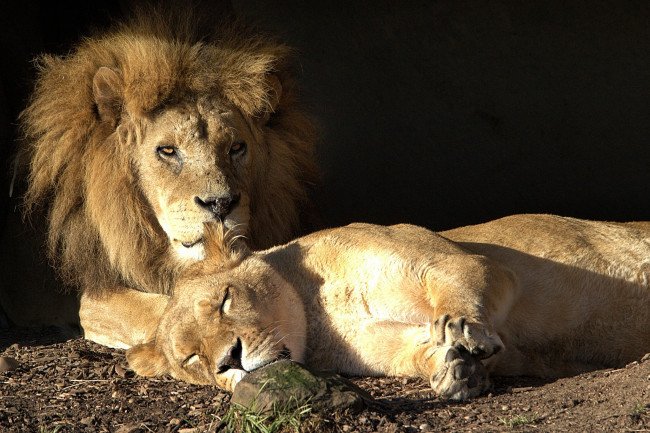 Обои картинки фото животные, львы, девочка, мальчик