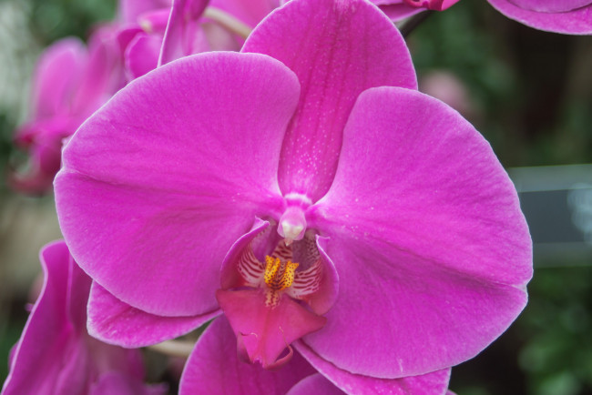 Обои картинки фото цветы, орхидеи, фалинопсис, цветок