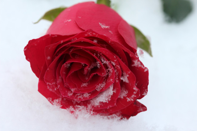 Обои картинки фото цветы, розы, снег