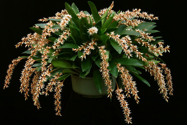 Обои картинки фото орхидеи dendrochilum cootesii, цветы, орхидеи, вазон