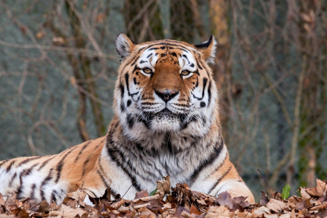 Обои картинки фото животные, тигры, листья, осень, отдых, морда, тигр