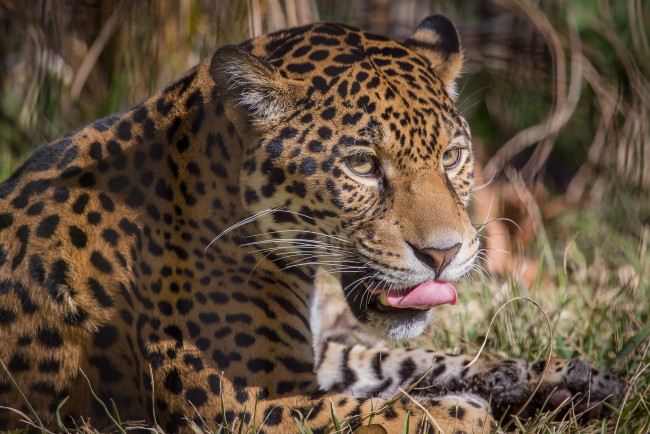 Обои картинки фото животные, Ягуары, морда, отдых, язык, ягуар