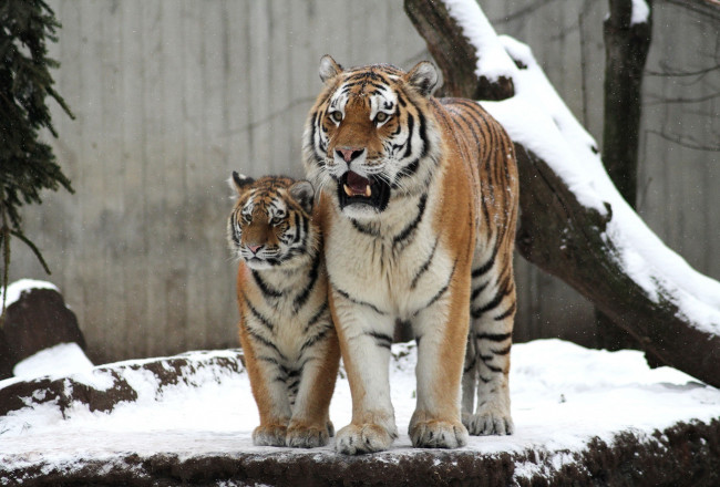Обои картинки фото животные, тигры, снег, тигрица, тигренок, зима, семья, пара, малыш, мама