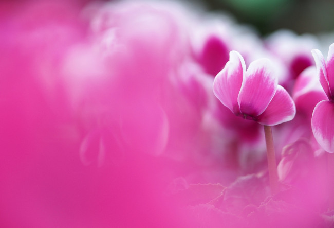Обои картинки фото цветы, цикламены, розовый
