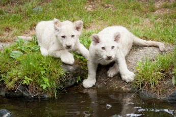 Картинка животные львы водоём трава львята белые