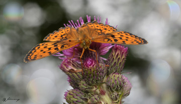 Картинка животные бабочки +мотыльки +моли розовые макро цветы крылья бабочка