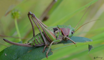 Картинка животные кузнечики +саранча фон насекомое кузнечик травинка макро