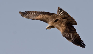 Картинка животные птицы+-+хищники птица хищник крылья небо полёт