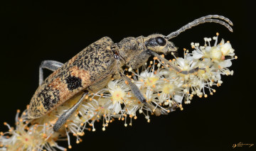 Картинка животные насекомые насекомое жук цветы травинка макро фон