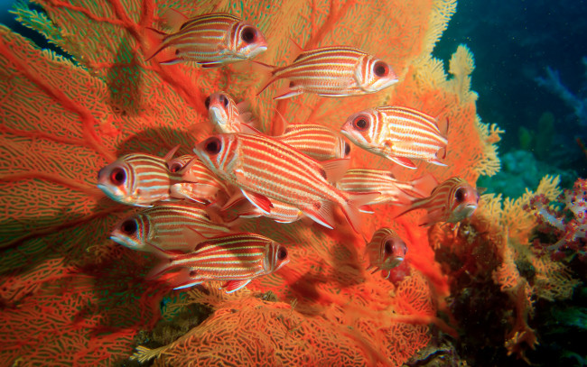 Обои картинки фото животные, рыбы, коралловый, coral, белка, море, фана, sea, fan, squirrel, fish, beautiful