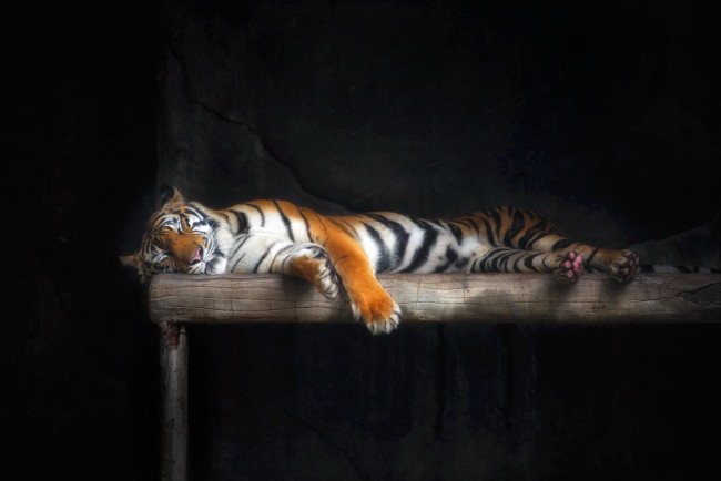 Обои картинки фото животные, тигры, шерсть, кошка, тигр, сон