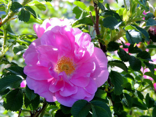 Картинка цветы шиповник розовый макро