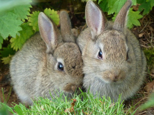 обоя кролики, животные,  зайцы