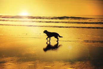 Картинка животные собаки солнечный отражение пляж волны тень восход собака