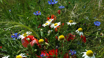 Картинка цветы луговые+ полевые +цветы ромашки трава маки васильки