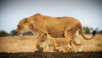 Картинка животные львы прогулка большие кошки львенок львица
