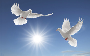 Картинка животные голуби птицы небо белые