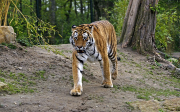 Картинка животные тигры природа тигр