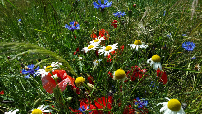 Обои картинки фото цветы, луговые , полевые,  цветы, ромашки, трава, маки, васильки