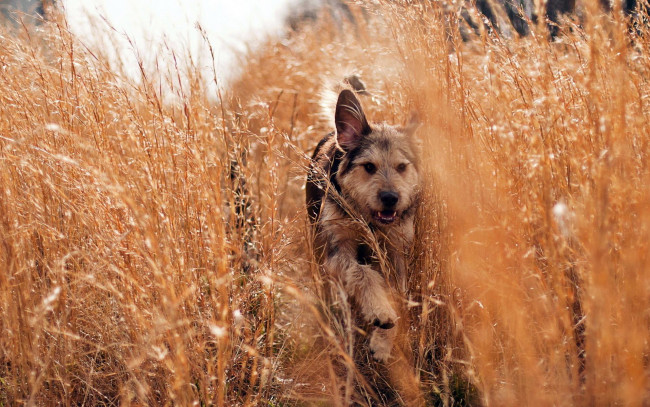 Обои картинки фото животные, собаки, трава, бег, луг, собака