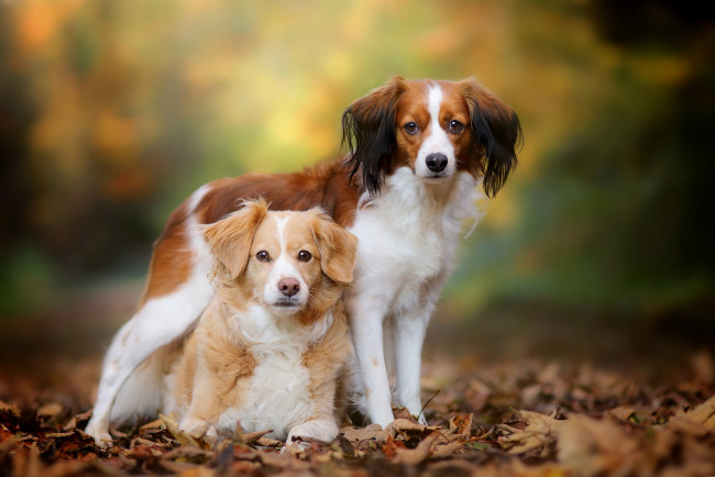 Обои картинки фото животные, собаки, боке, коикерхондье, осень, листья, парочка, бретонский, эпаньоль