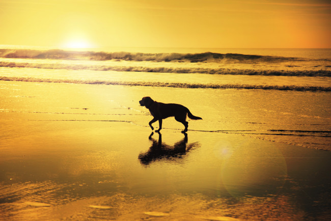 Обои картинки фото животные, собаки, солнечный, отражение, пляж, волны, тень, восход, собака