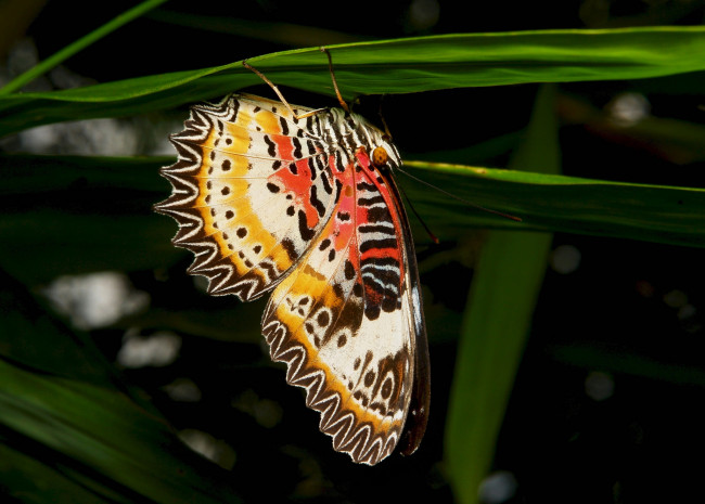 Обои картинки фото животные, бабочки,  мотыльки,  моли, бабочка