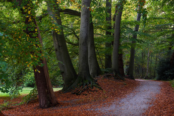 Картинка природа парк ветки деревья листья осень
