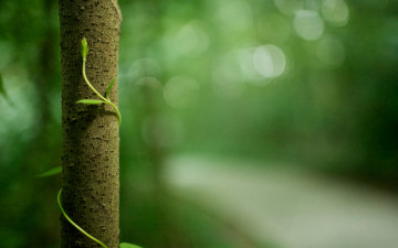 Картинка природа деревья побег зелень ствол