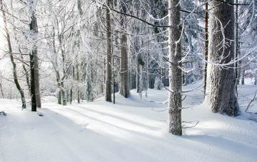 Картинка природа зима лес холод