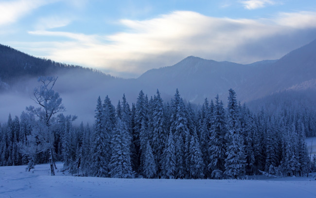 Обои картинки фото природа, лес, китай, горы, туман, снег, деревья, зима, канас