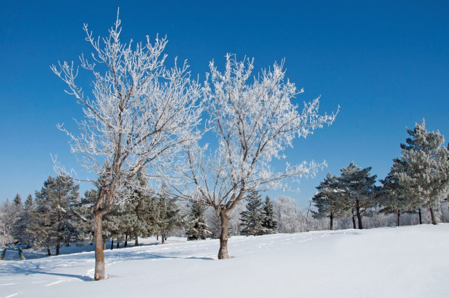Обои картинки фото природа, деревья, ели, снег, зима, пейзаж, небо, сосны