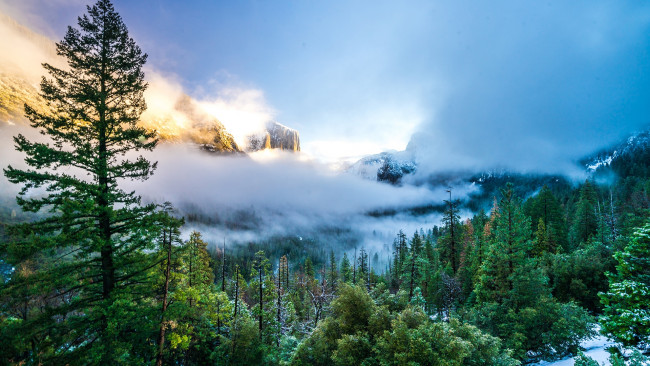 Обои картинки фото природа, пейзажи, облака, высокое, дерево, горы, калифорния, йосемитский, национальный, парк