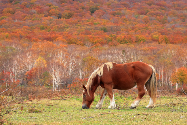 Обои картинки фото животные, лошади, лес, пастбище, осень, бурая, лошадь