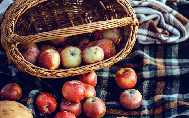 Обои картинки фото еда, яблоки, корзинка, урожай