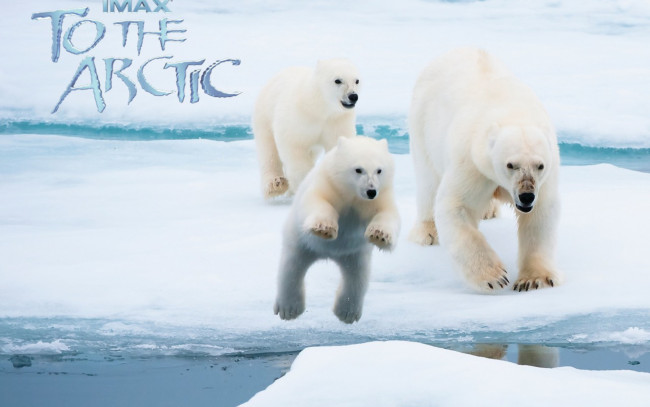 Обои картинки фото кино фильмы, to the arctic 3d, белые, медведи, арктика, льды