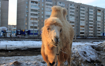 Картинка животные верблюды верблюд снег дома