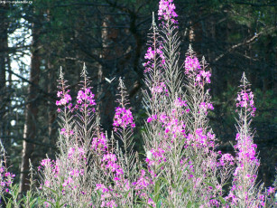 Картинка летние этюды цветы луговые полевые
