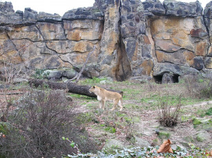 Картинка berlin zoo животные львы