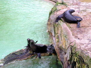 обоя berlin, zoo, животные, тюлени, морские, львы, котики